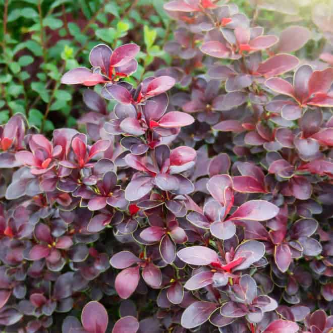 Berberys Thunberga Admiration - czerwony kulisty Berberis Thunbergii 'Admiration' 6