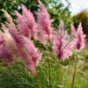 Trawa Pampasowa ROSEA- różowa P9 Cortaderia selloana 'Rosea' P9 5