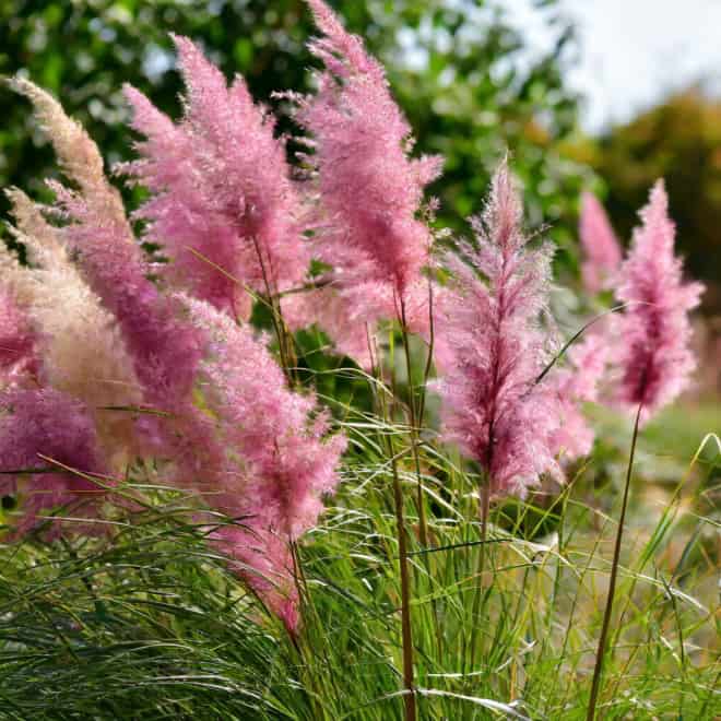 Trawa Pampasowa ROSEA- różowa P9 Cortaderia selloana 'Rosea' P9 5