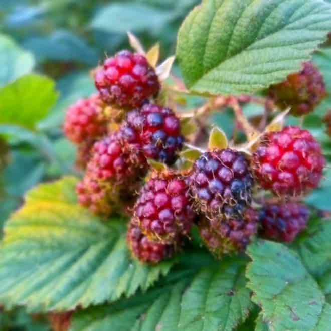 Jeżyna Rdzawa - wyjątkowa odmiana Rubus phoenicolasius 6