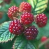 Jeżyna Rdzawa - wyjątkowa odmiana Rubus phoenicolasius 8