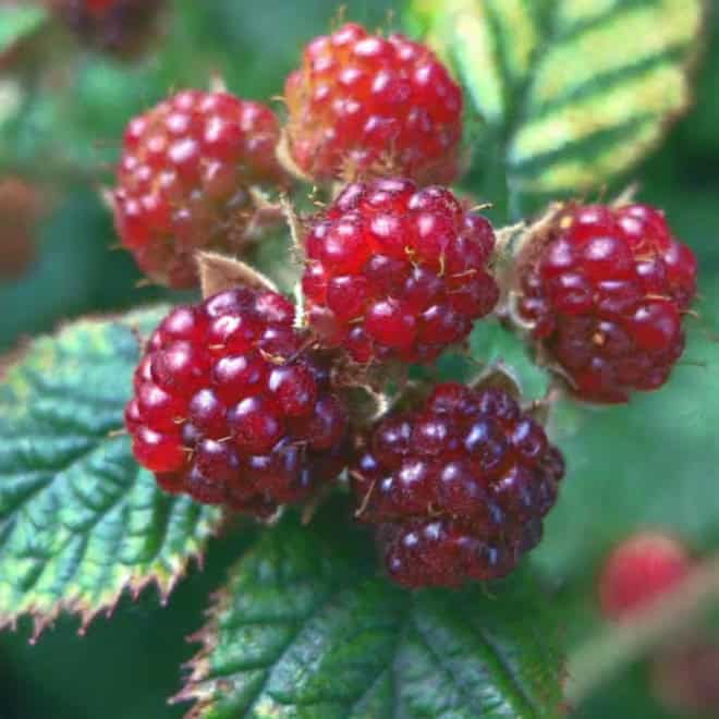 Jeżyna Rdzawa - wyjątkowa odmiana Rubus phoenicolasius 8