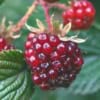 Jeżyna Rdzawa - wyjątkowa odmiana Rubus phoenicolasius 7