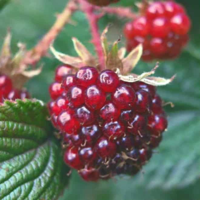Jeżyna Rdzawa - wyjątkowa odmiana Rubus phoenicolasius 7
