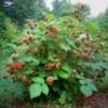 Jeżyna Rdzawa - wyjątkowa odmiana Rubus phoenicolasius 5