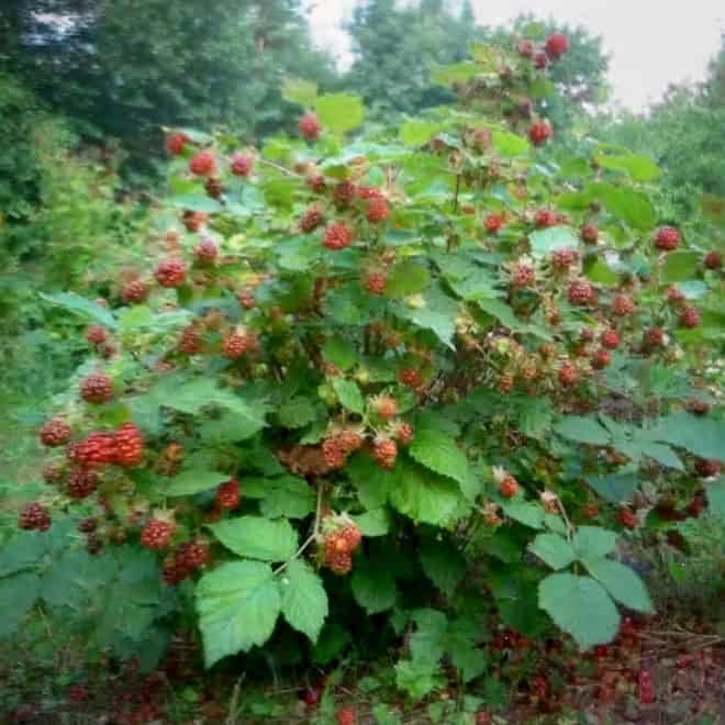 Jeżyna Rdzawa - wyjątkowa odmiana Rubus phoenicolasius 5