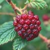 Jeżyna Rdzawa - wyjątkowa odmiana Rubus phoenicolasius 4