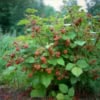 Jeżyna Rdzawa - wyjątkowa odmiana Rubus phoenicolasius 3