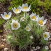 Sasanka Zwyczajna Pinwheel White - Biała z żółtym środkiem Pulsatilla vulgaris 'Pinwheel White' 10