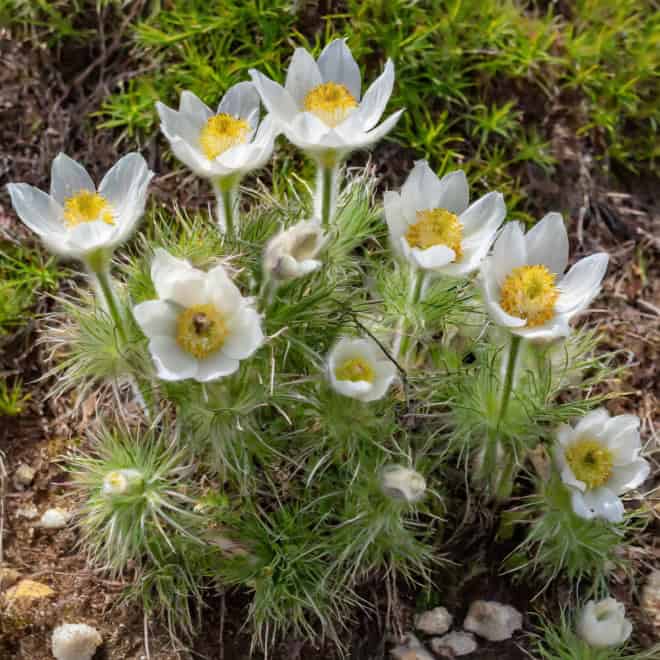 Sasanka Zwyczajna Pinwheel White - Biała z żółtym środkiem Pulsatilla vulgaris 'Pinwheel White' 10