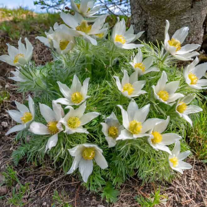 Sasanka Zwyczajna Pinwheel White - Biała z żółtym środkiem Pulsatilla vulgaris 'Pinwheel White' 1