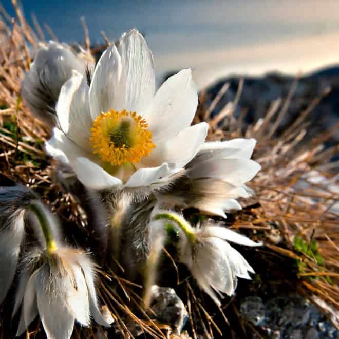 Sasanka Zwyczajna Pinwheel White - Biała z żółtym środkiem Pulsatilla vulgaris 'Pinwheel White' 8