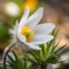 Sasanka Zwyczajna Pinwheel White - Biała z żółtym środkiem Pulsatilla vulgaris 'Pinwheel White' 7