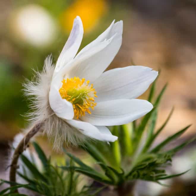 Sasanka Zwyczajna Pinwheel White - Biała z żółtym środkiem Pulsatilla vulgaris 'Pinwheel White' 7