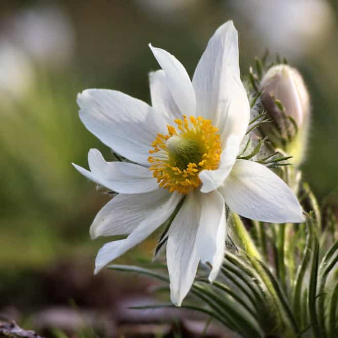 Sasanka Zwyczajna Pinwheel White - Biała z żółtym środkiem Pulsatilla vulgaris 'Pinwheel White' 6