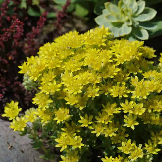 Rozchodnik ościsty - żółty, różowe kwiaty Sedum reflexum (Zolty) 2