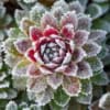 Rojnik Commander Hay - Na skalniaki Sempervirum Commander Hay 4