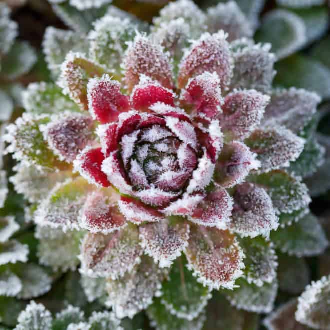 Rojnik Commander Hay - Na skalniaki Sempervirum Commander Hay 4