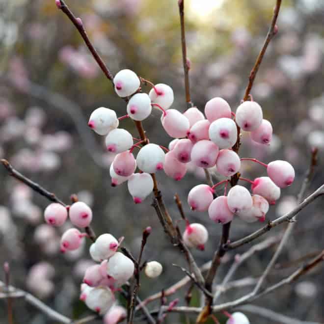Śnieguliczka koralowa- na żwyopłot Symphoricarpos 5