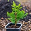 Thuja Smaragd formowana na pniu Thuja Smaragd formowana na pniu 6