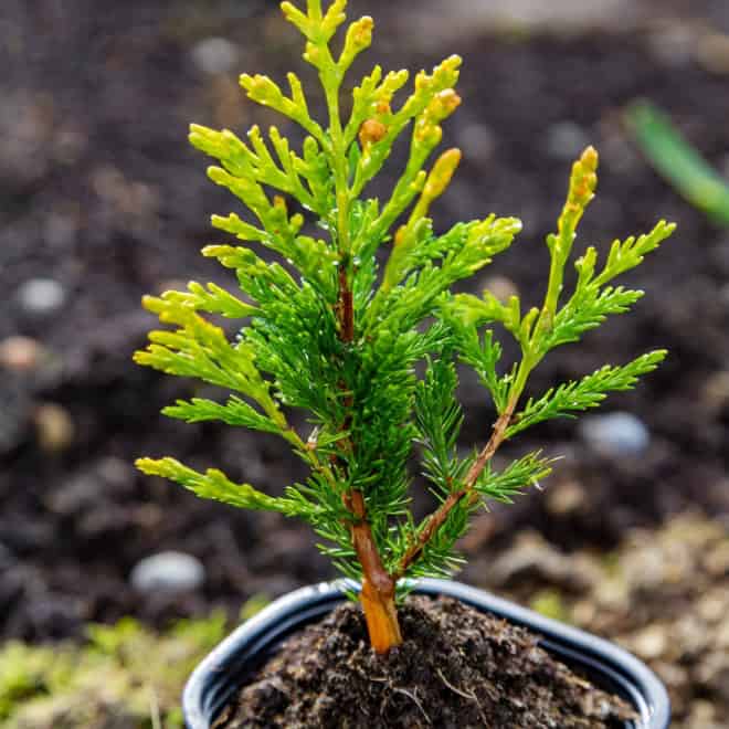 Tuja zachodnia Smaragd gold - piękna alternatywa Thuja occidentalis 'Smaragd gold' 4