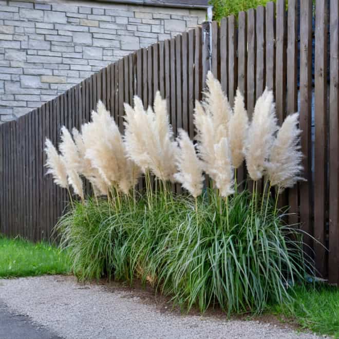 Trawa Pampasowa- piękne kwiatostany, duża sadzonka Cortaderia selloana 6