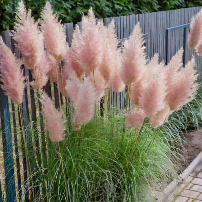 Trawa Pampasowa ROSEA- różowa P9 Cortaderia selloana 'Rosea' P9 4