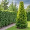Tuja zachodnia Columna - Elegancka i kolumnowa Thuja occidentalis 'Columna ' 6
