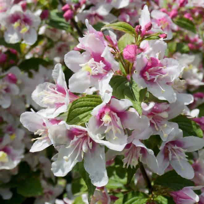 Krzewuszka cudowna Marjorie - dwukolorowe kwiaty Weigela florida 'Marjorie' 7