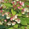 Krzewuszka cudowna Marjorie - dwukolorowe kwiaty Weigela florida 'Marjorie' 5