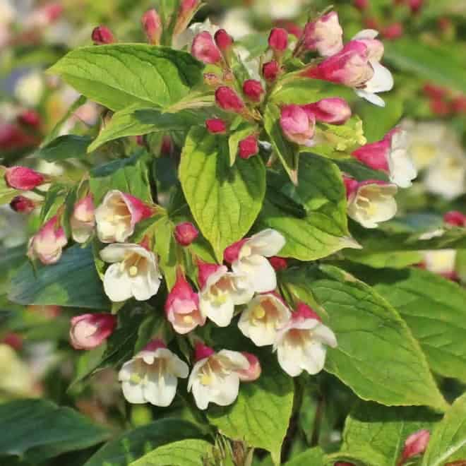 Krzewuszka cudowna Marjorie - dwukolorowe kwiaty Weigela florida 'Marjorie' 5
