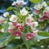 Krzewuszka cudowna Marjorie - dwukolorowe kwiaty Weigela florida 'Marjorie' 4