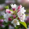 Krzewuszka cudowna Marjorie - dwukolorowe kwiaty Weigela florida 'Marjorie' 6