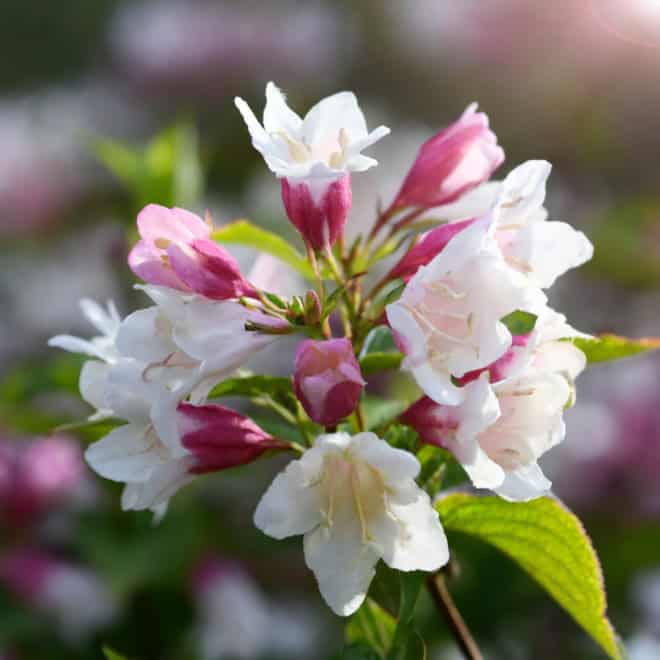 Krzewuszka cudowna Marjorie - dwukolorowe kwiaty Weigela florida 'Marjorie' 6