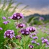 Werbena (Verbena) - fioletowa obficie kwitnąca Verbena 7