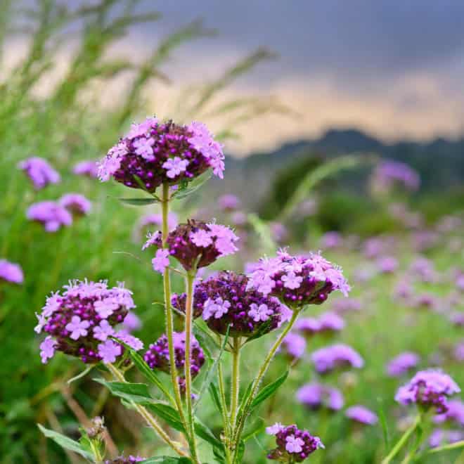 Werbena (Verbena) - fioletowa obficie kwitnąca Verbena 7