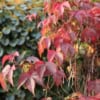 Winobluszcz pięciolistkowy Engelmanii- kolorowe pnącze Parthenocissus quinquefolia 'Engelmanii' 6
