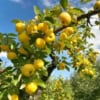 Jabłoń KOSZTELA - Stara i pyszna odmiana! Malus domestica Kosztela 4