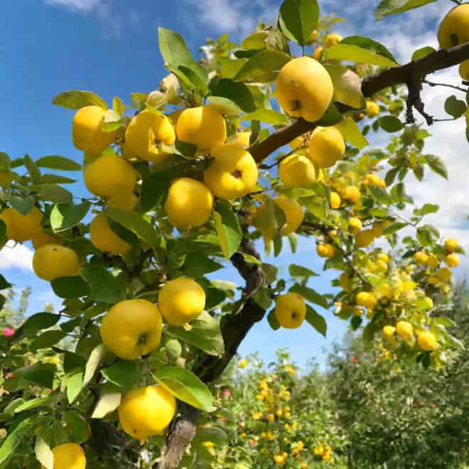 Jabłoń KOSZTELA - Stara i pyszna odmiana! Malus domestica Kosztela 4