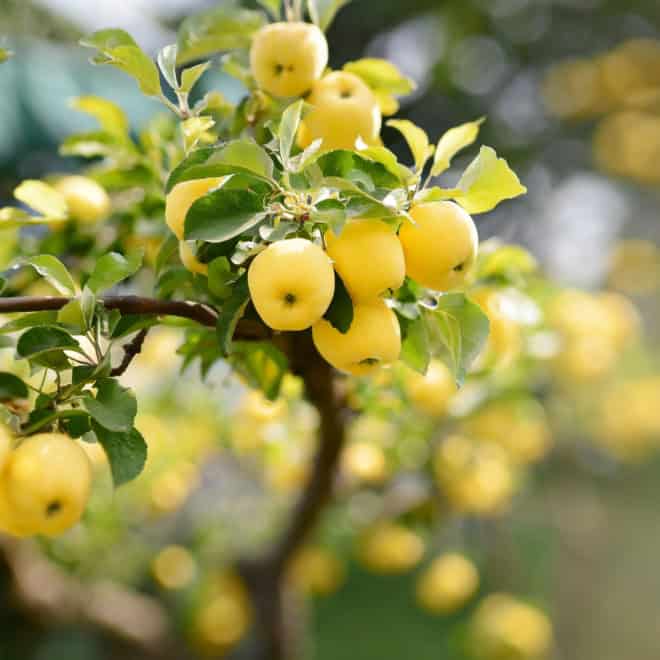 Jabłoń papierówka - wczesne owoce - kopana z gruntu Malus domestica Papierówka 6