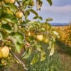 Jabłoń papierówka - wczesne owoce - kopana z gruntu Malus domestica Papierówka 5