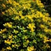 Macierzanka 'Doone Valley' Thymus comosus 'Doone Valley' 1
