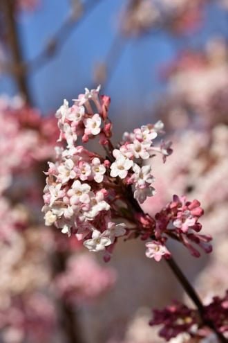 Kalina wawrzynowata Gwenllian - DWUKOLOROWE KWIATY Viburnum Gwenllian 1