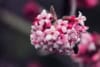 Kalina wawrzynowata Gwenllian - DWUKOLOROWE KWIATY Viburnum Gwenllian 2