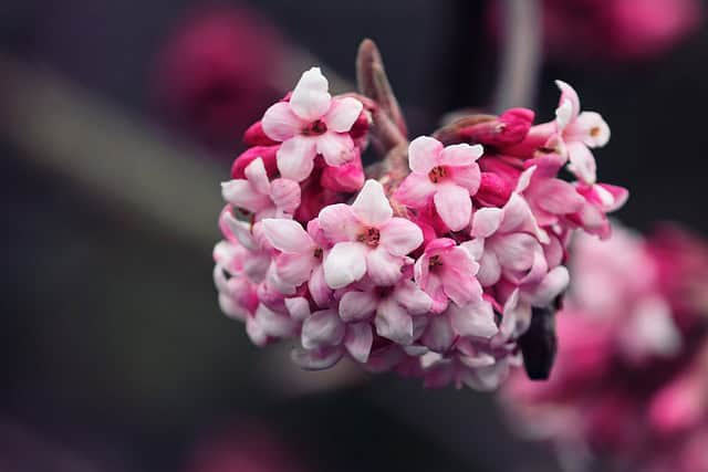 Kalina wawrzynowata Gwenllian - DWUKOLOROWE KWIATY Viburnum Gwenllian 2