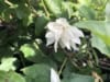 Jaśminowiec Rosace - Philadelphus - JEDYNY TAKI KSZTAŁT KWIATU Philadelphus coronarius 'Rosace ' 5