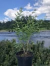 Lilak chiński Saugeana Fioletowy Syringa chinensis 'Saugeana' 4