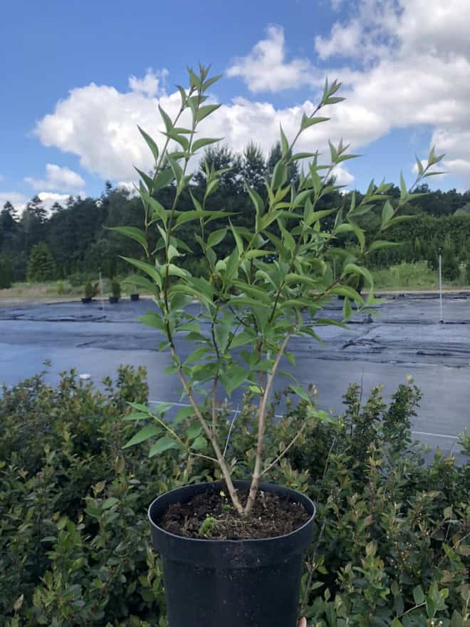 Lilak chiński Saugeana Fioletowy Syringa chinensis 'Saugeana' 4