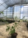 Wiśnia Okame - piękne różowe kwiaty Prunus 'Okame' 2