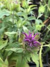 Pysznogłówka Balmy Lilac fioletowa (Monarda) - fioletowa Monarda 'Balmy Lilac ' 2